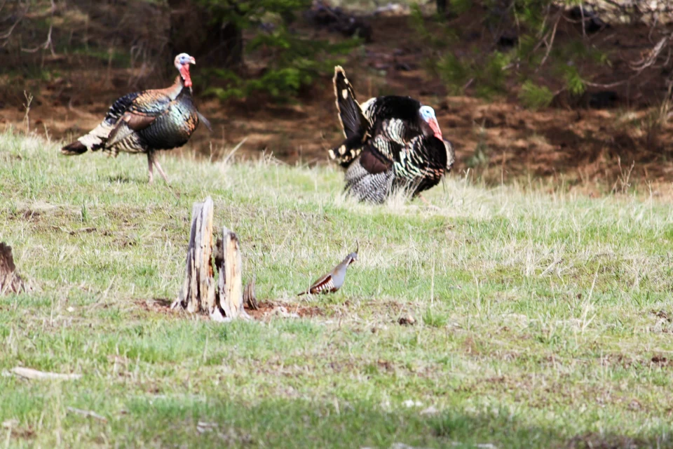 Kinzua Mountain Outfitters gallery photograph 13